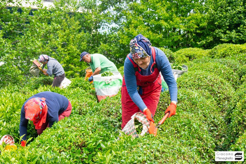 Piantagioni di tè a Rize