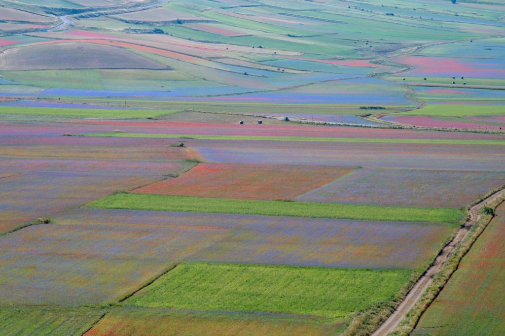 La "Fiorita" nella Piana di Castelluccio, anno 2018 - Foto Francesco Patacchiola