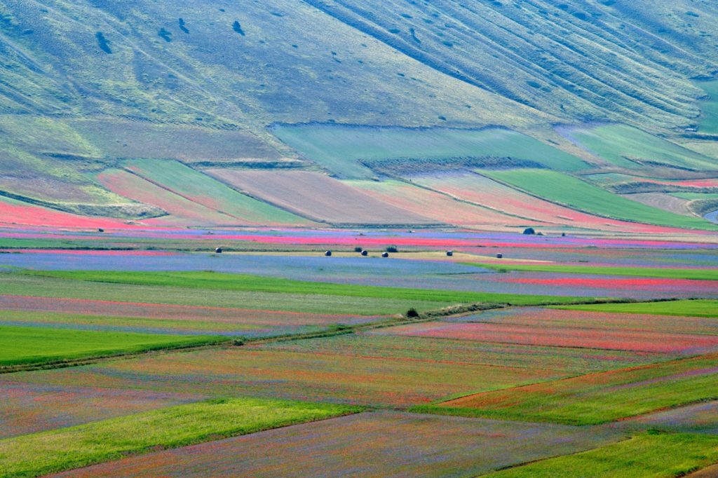 La "Fiorita" nella Piana di Castelluccio, anno 2018 - Foto Francesco Patacchiola