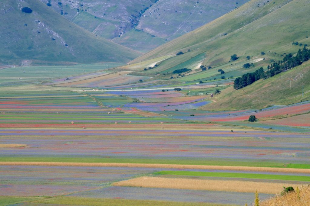 La "Fiorita" nella Piana di Castelluccio, anno 2018 - Foto Francesco Patacchiola
