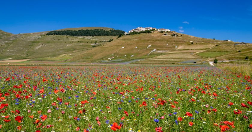 castelluccio di norcia, fiorita, webcam, terre mutate