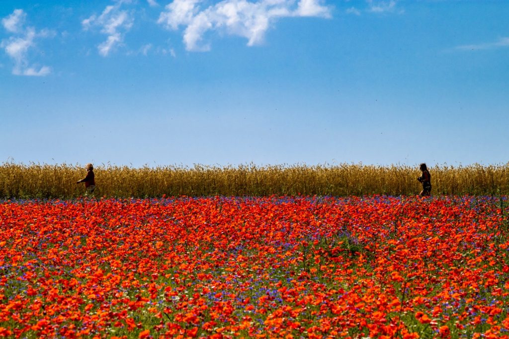 La "Fiorita" nella Piana di Castelluccio, anno 2018 - Foto Francesco Patacchiola