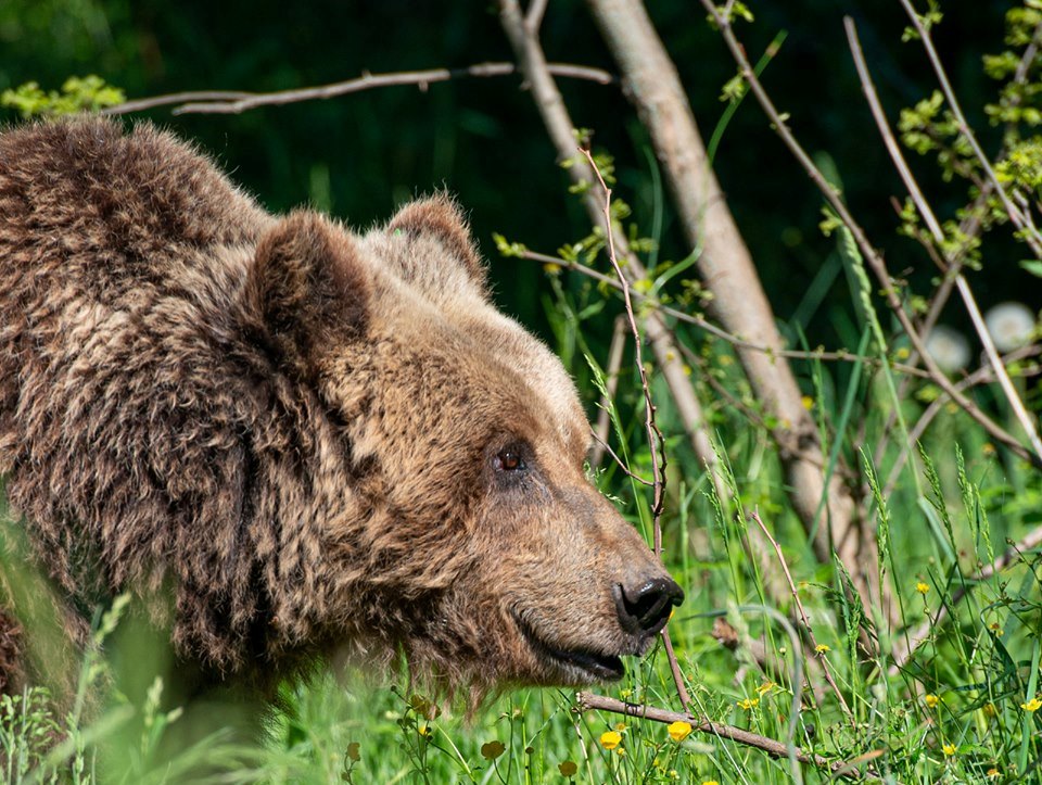yoga, pnalm, orso, tutela