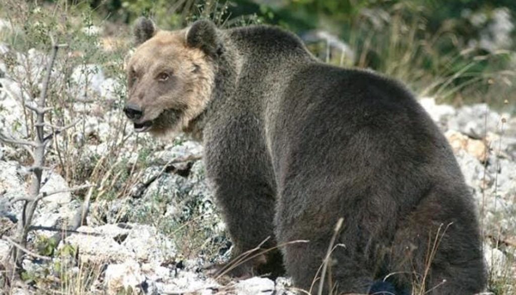 sergio costa, m49, orso, cattura, maurizio fugatti, trento