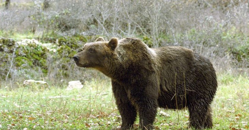 orso marsicano, parco nazionale d'abruzzo lazio e molise, pnalm