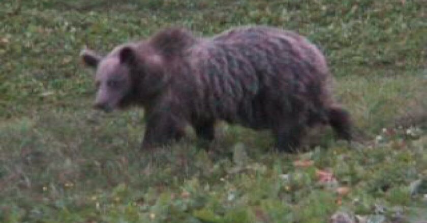 orso, m49