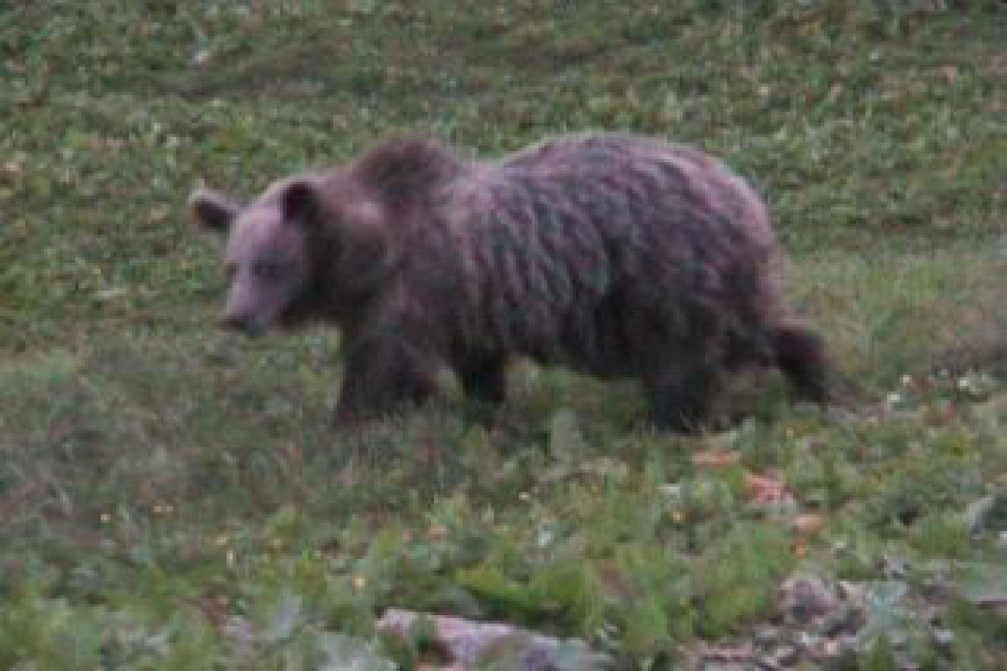 orso, m49
