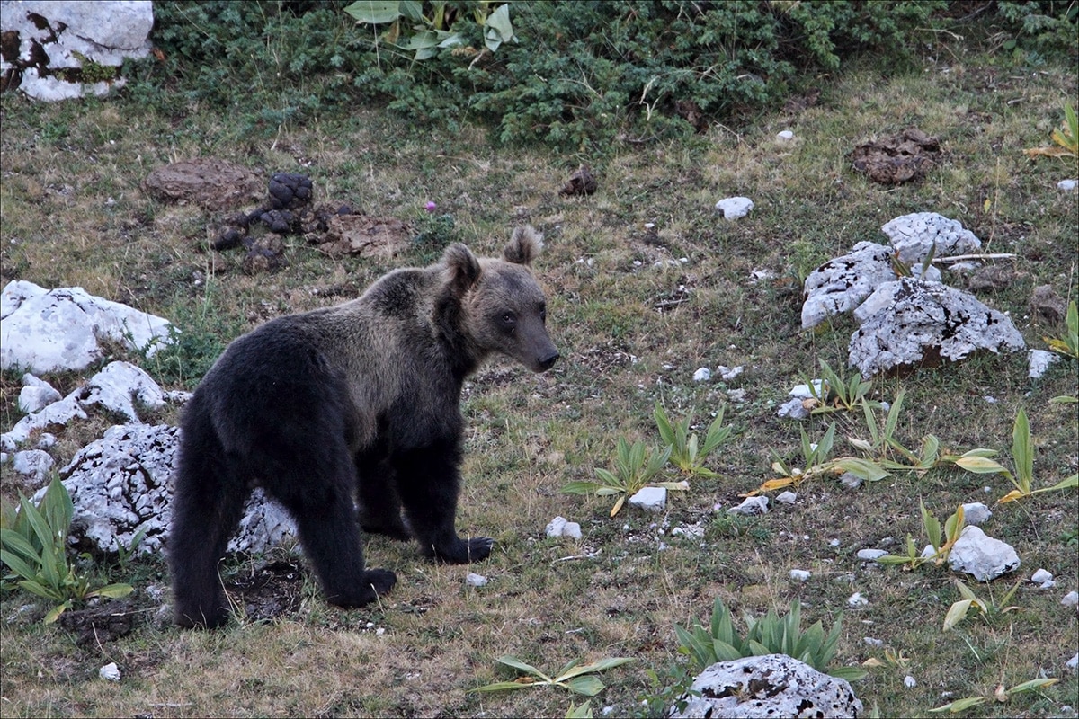 orso marsicano