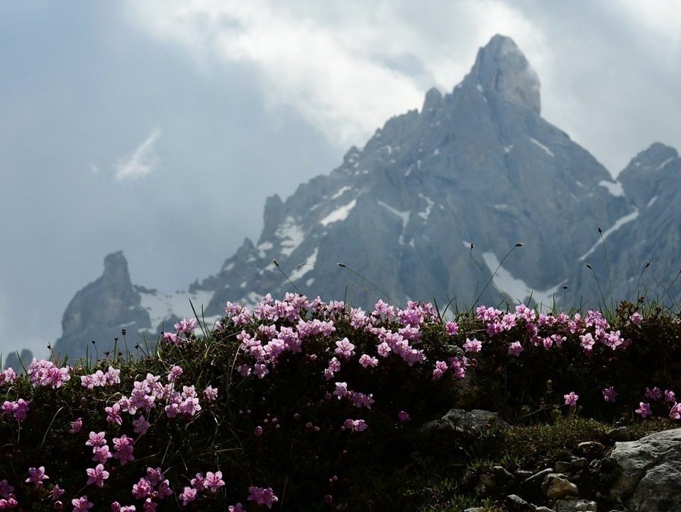 Il Cimon della Pala dalla Baita Segantini. Foto Stefano Ardito