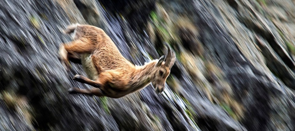 Scatto primo classificato nell'edizione 2018 del contest fotografico. Ph. Claudio Ranza - Foto FB @Stambeccoorobie