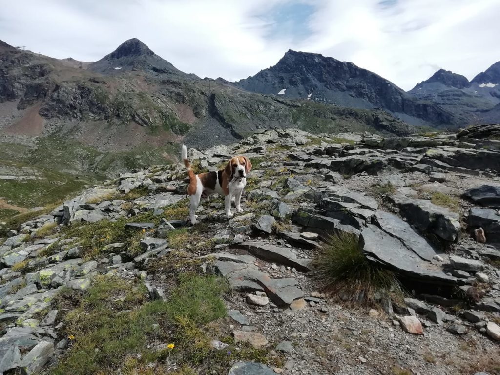 Axel, il beagle delle montagne. Foto @ Walter Beretta