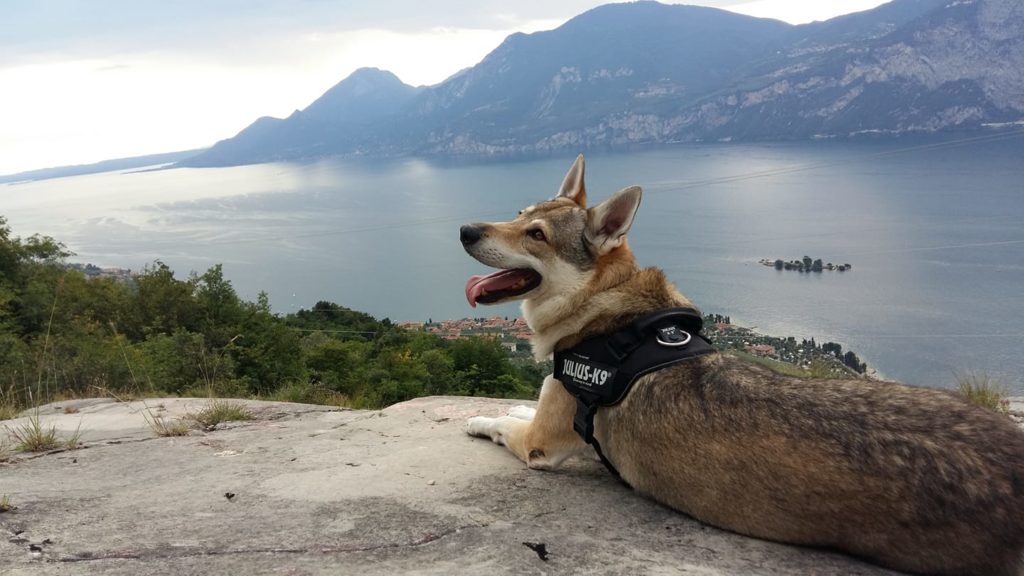 Jago mentre ammira il panorama sopra Cassone - Lago di Garda. Foto @ Debora Prandini