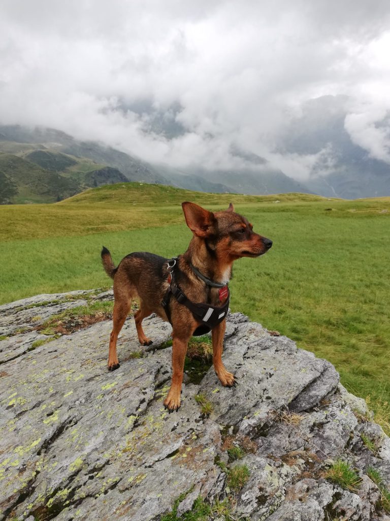 Pina @ Silva Covelli