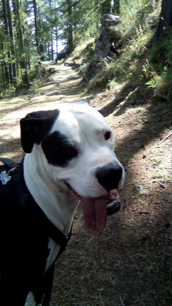 Hugly in Valgrisenche. Foto @ Ernesto Cozzi