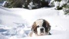 Artù da cucciolo dopo una nevicata a S.Martino di Castrozza. Foto @ Vale Vale