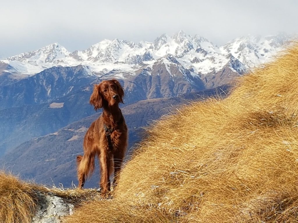 Zoe sulle Orobie Valtellinesi. Foto @ Stefano Negri