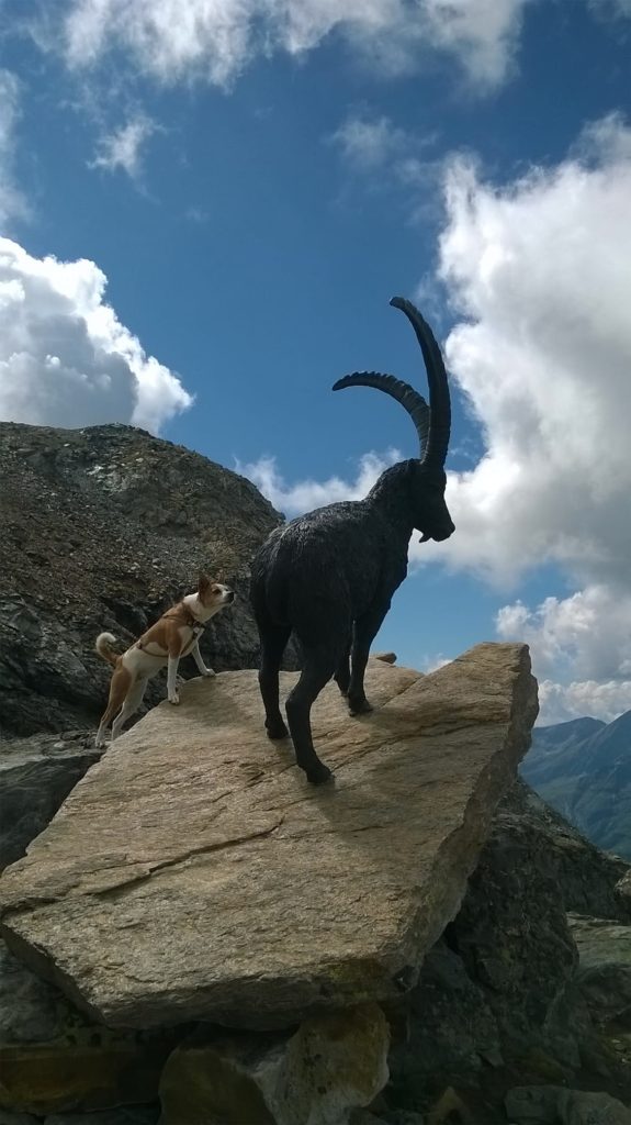 Dana e lo stambecco. Foto @ Angela Castellani