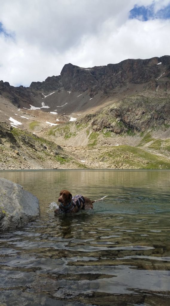 Dino, il cane alpino che fa da apripista. Foto @ Calvi Monica
