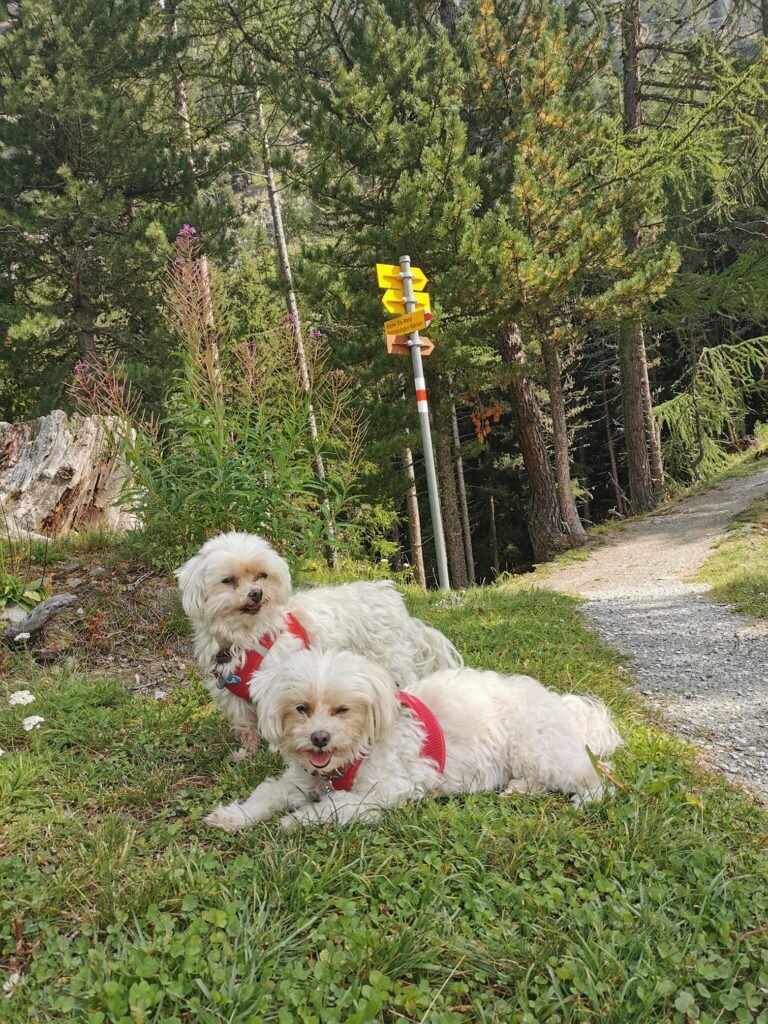 Neve e Huscheli sopra Pontresina. Foto @ Rita Gasparini 