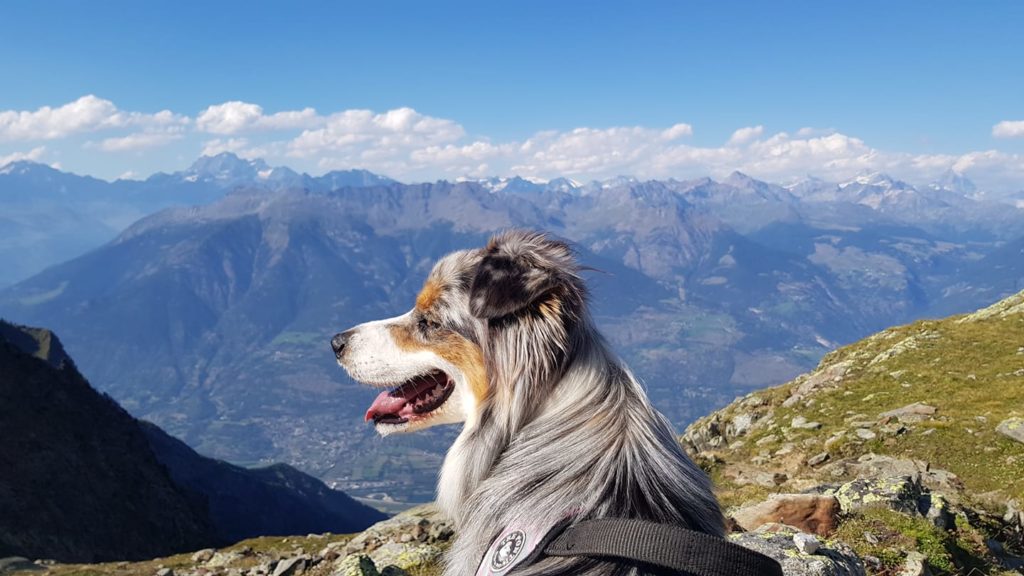 Phoebe il più Alpino degli Australiani. Foto @ Paolo Scazzosi