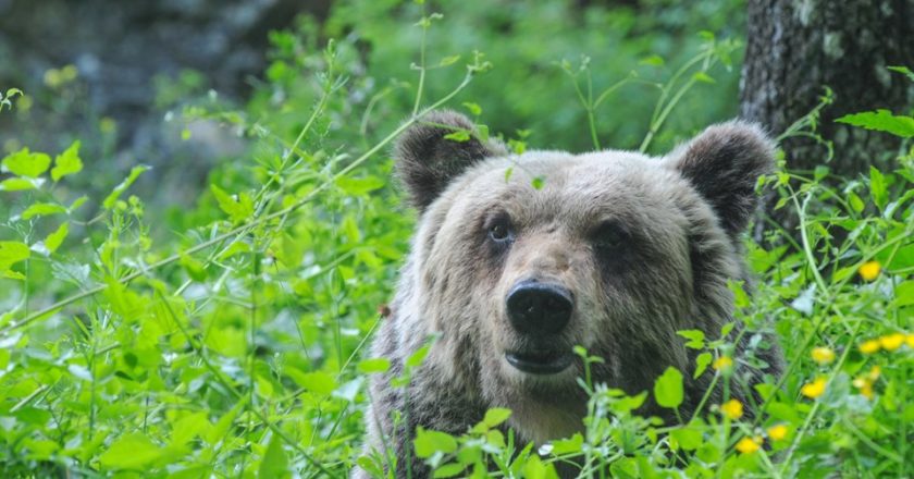 pnalm, orso marsicano, mamma orsa