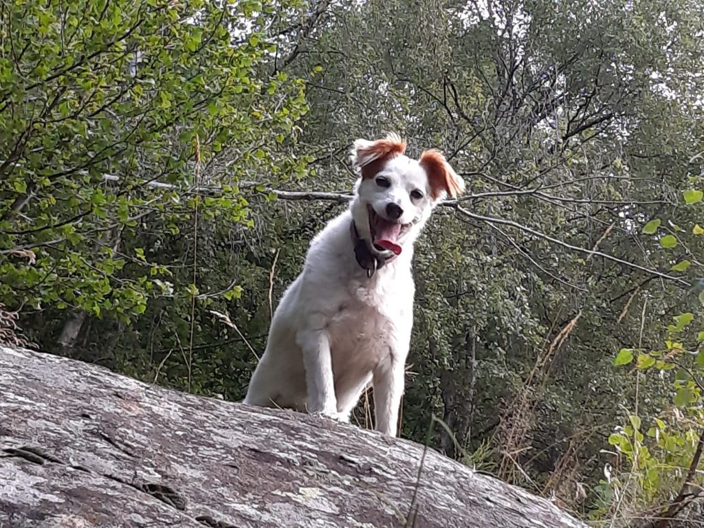 La Bibi Delle Montagne. Foto @ Giovanni Maestri