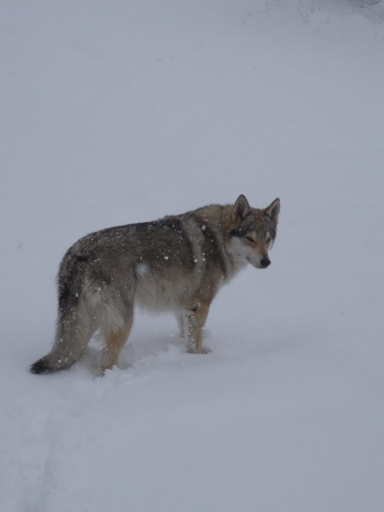 Guendalina. Foto @ Gaia Paglioli