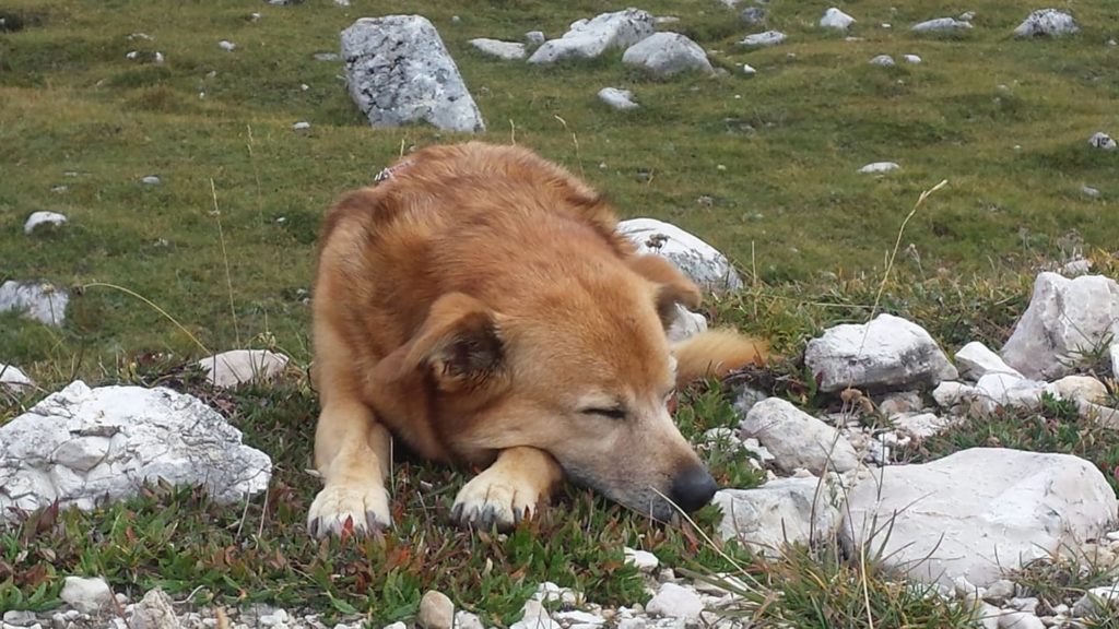 Luna al Sennes. Foto @ Isabella De Gaspari