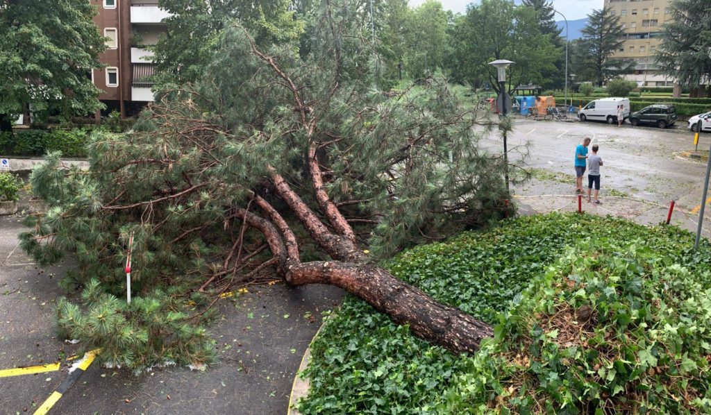 Alberi abbattuti dal forte vento a Bolzano - Foto @ANSA