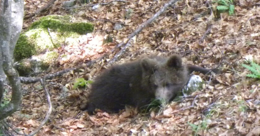 Un cucciolo di orso in Trentino