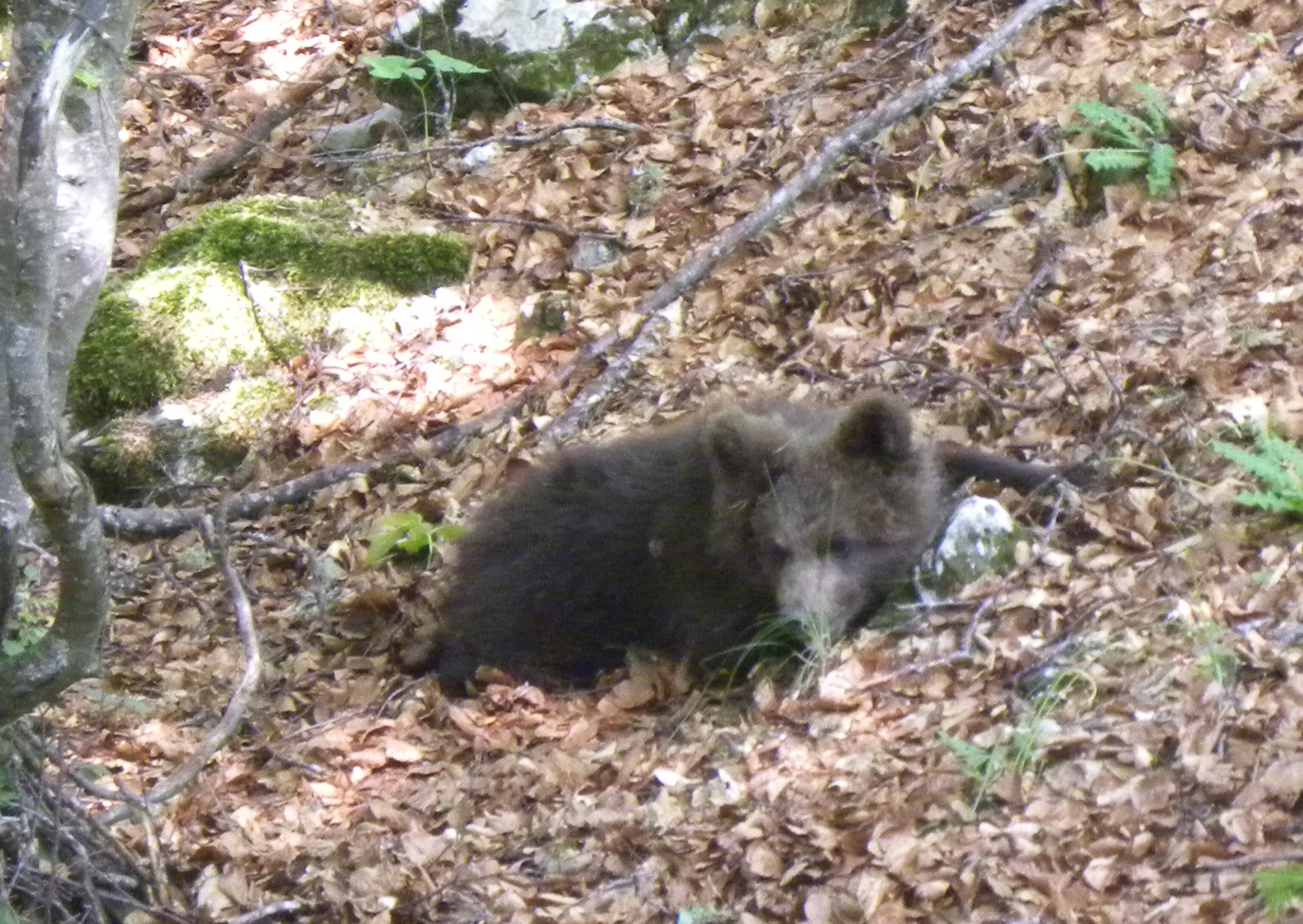 Un cucciolo di orso in Trentino