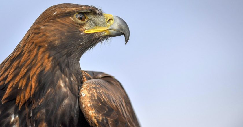 aquila reale