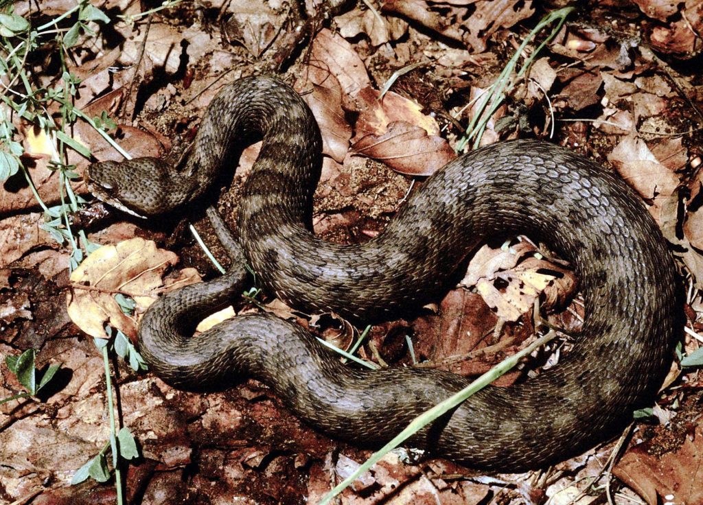 Una vipera. Foto @ ANDREA LIBERTO / ANSA / PAL