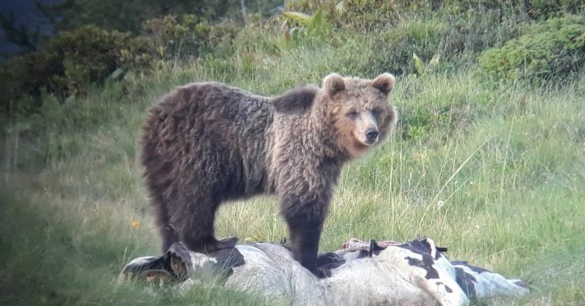 L'orso M49
