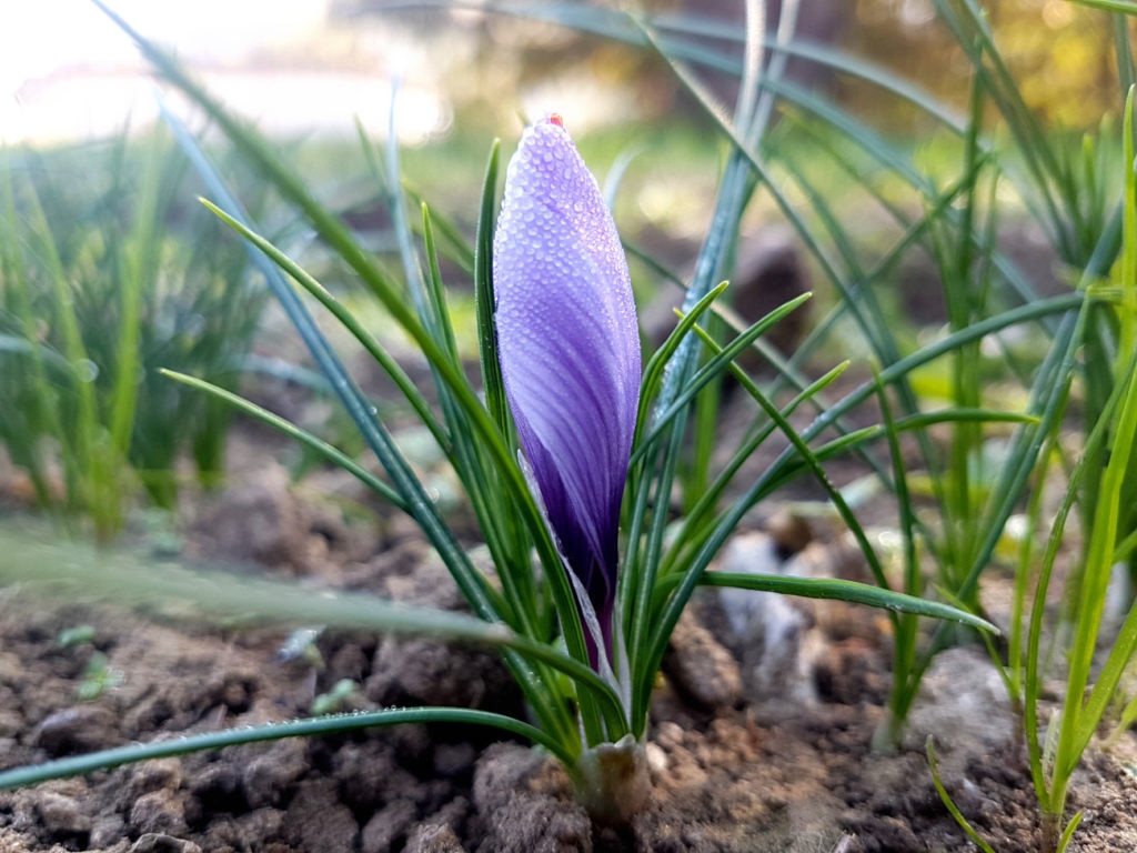 Un fiore di zafferano