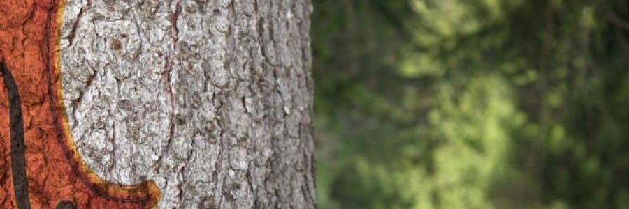 Foresta Stradivari