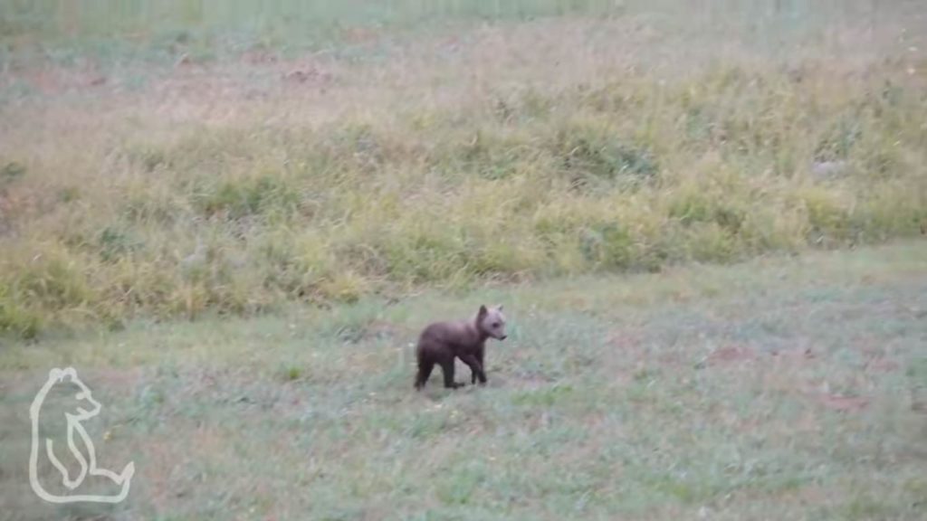 orso marsicano, pnalm