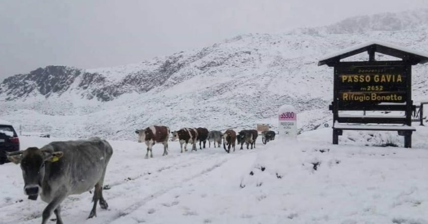 passo gavia, neve