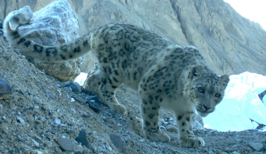 Un esemplare di leopardo delle nevi fotografato nella Shimshal Valley, nel Gilgit-Baltistan (Pakistan). Foto @ Snow Leopard Foundation