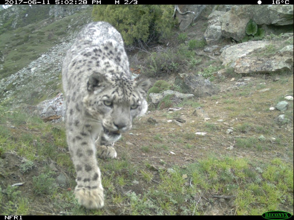 Un leopardo delle nevi immortalato nella Basha valley (Pakistan) da una foto-trappola della Snow Leopard Foundation