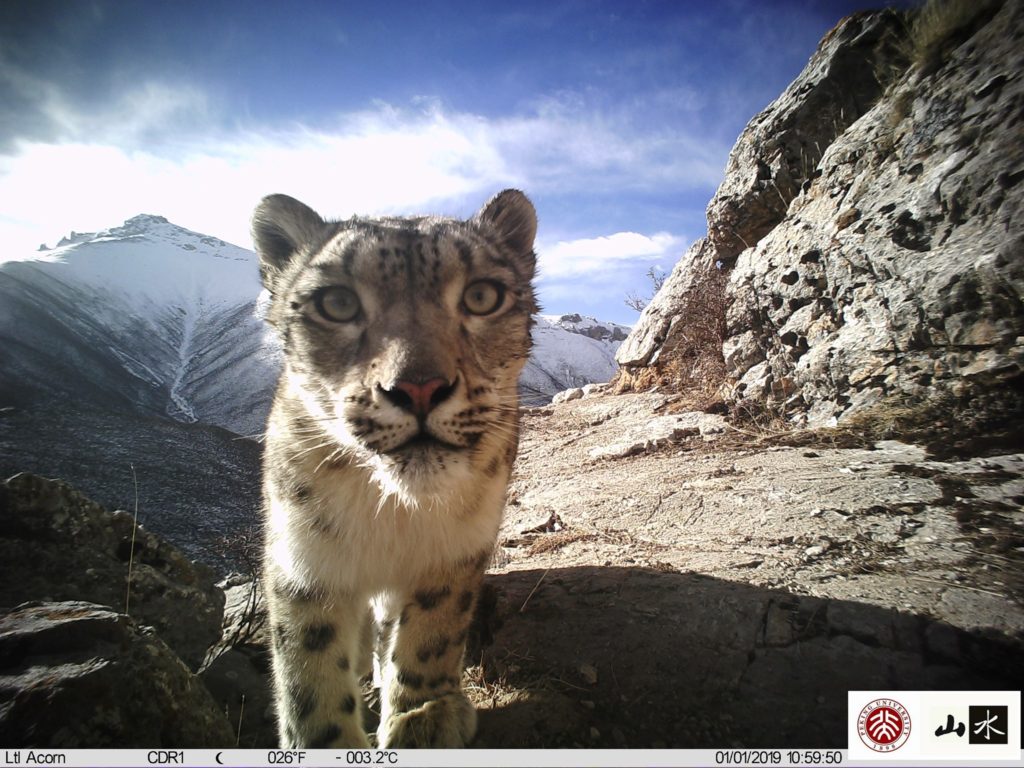 Foto-trappola del ShanShui Conservation Center