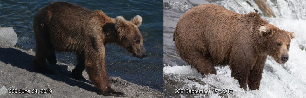 Foto @ Katmai National Park and Preserve