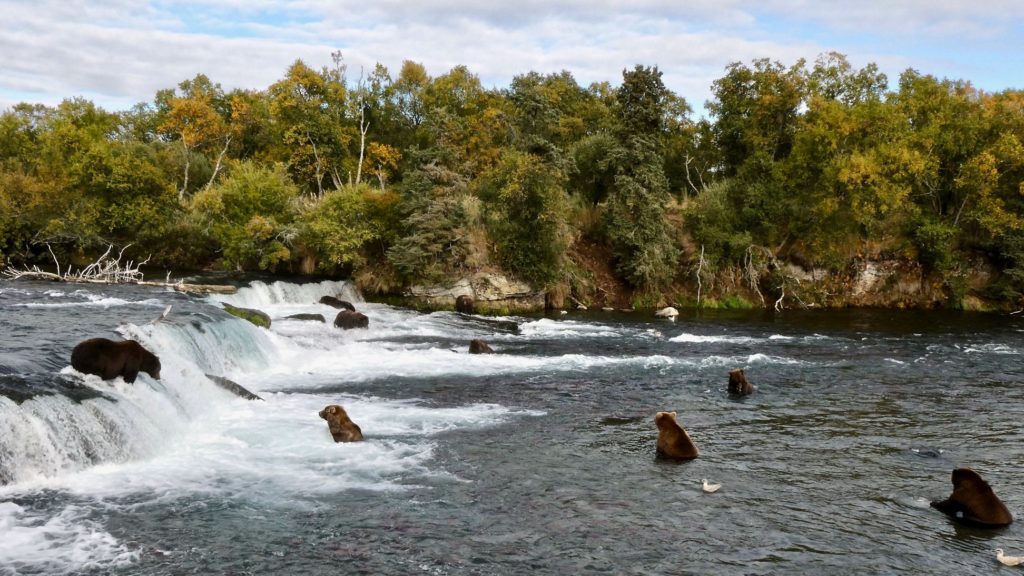 Orsi a bagno nel Katmai National Park and Preserve. Foto @ Katmai National Park and Preserve FB