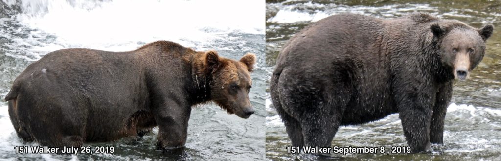 Foto @ Katmai National Park and Preserve