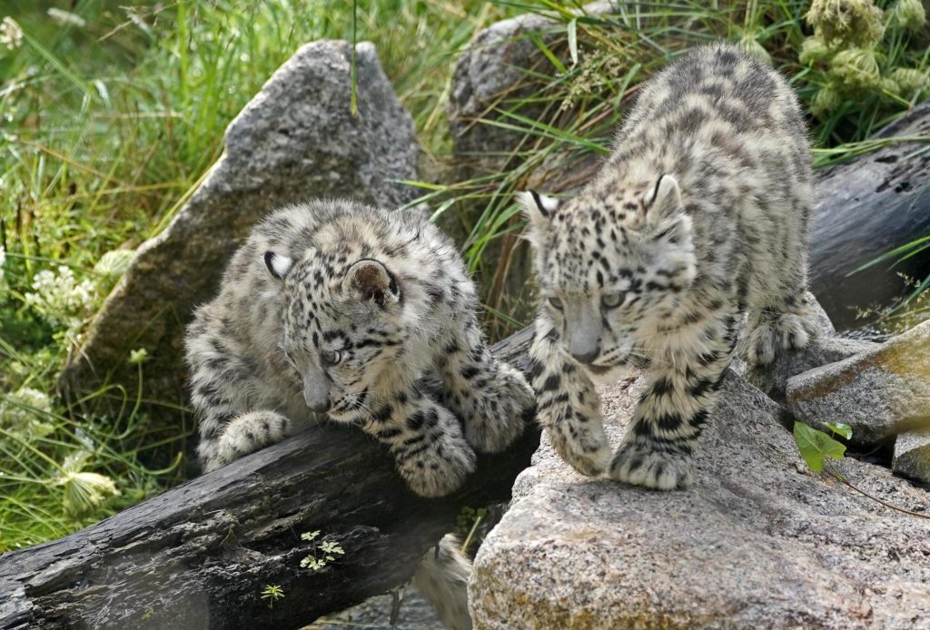 Giornata internazionale del leopardo delle nevi. L'appello dello Giornata internazionale del leopardo delle nevi. L'appello dello