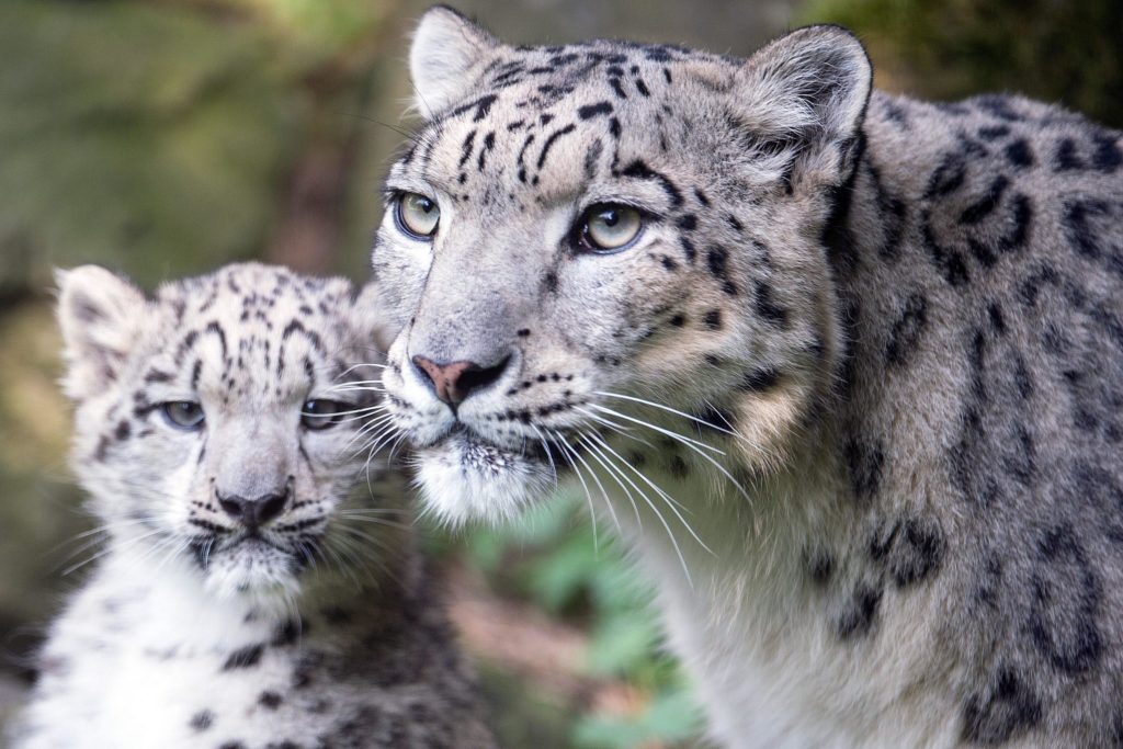 Leopardi delle nevi nello zoo di Cologna. .Foto @ EPA/FEDERICO GAMBARINI - ANSA