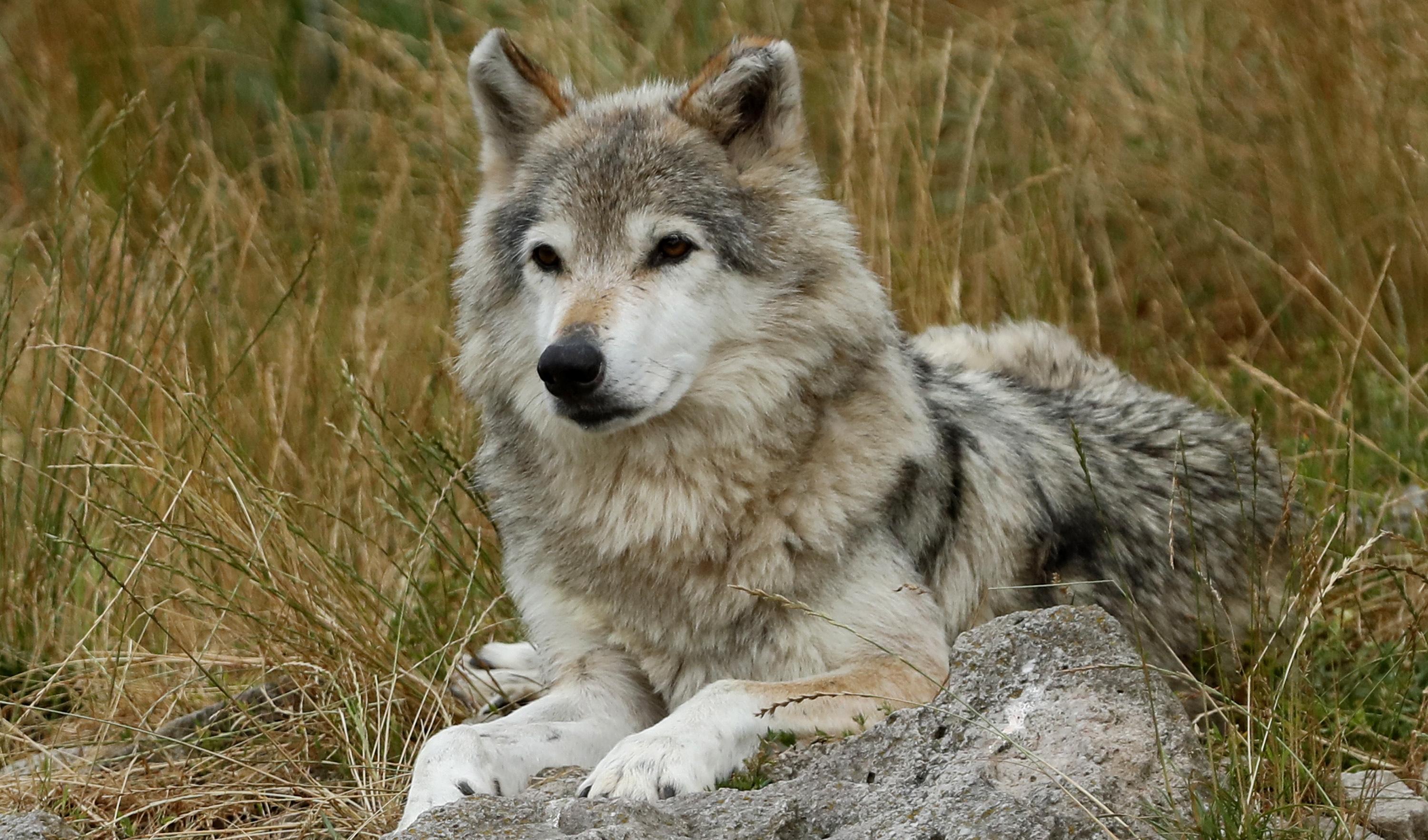 lupo
