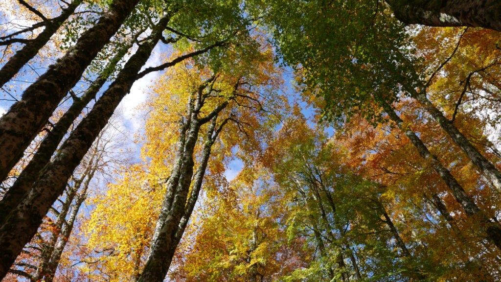 Faggeta di Terraegna (Parco d