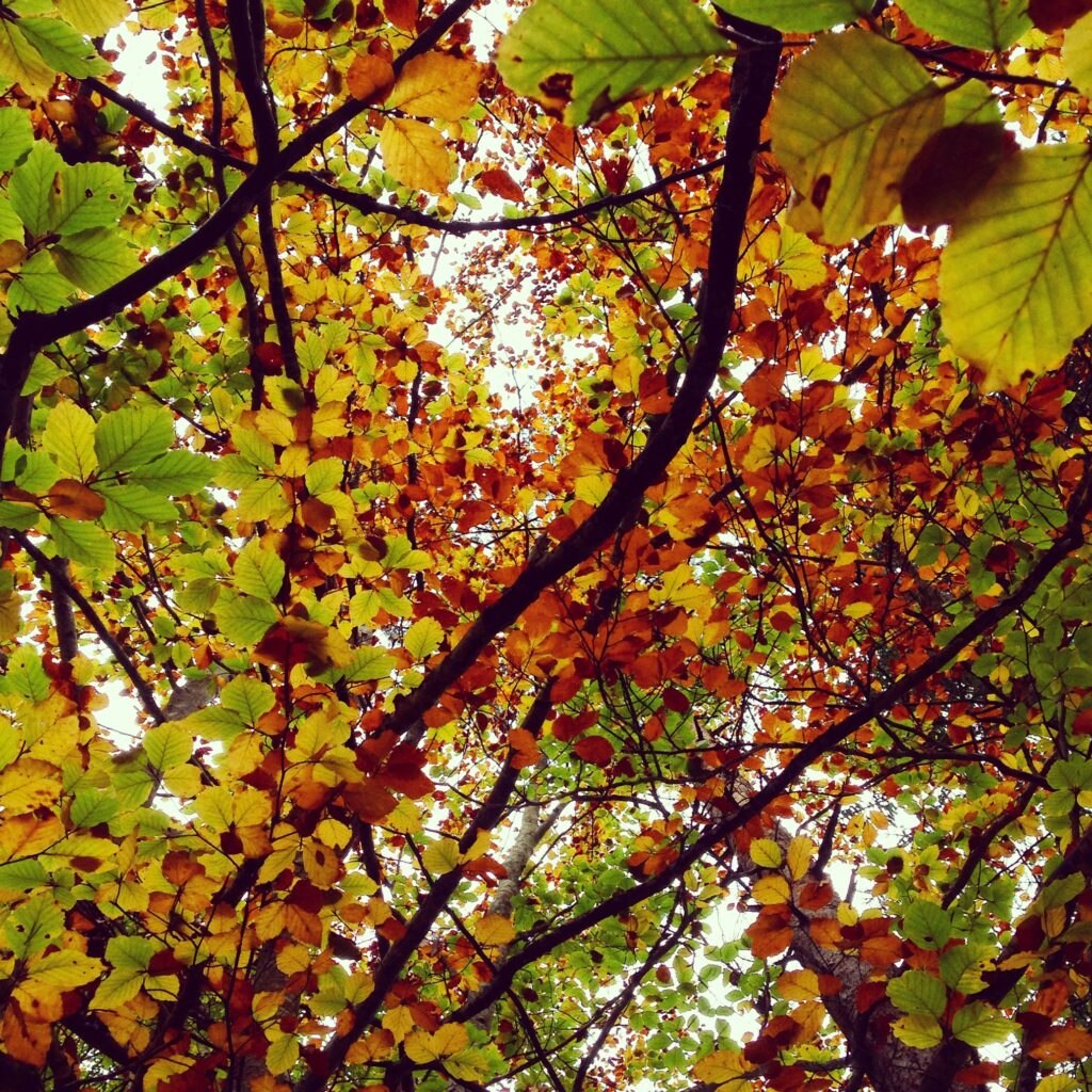 Foliage in Trentino. Foto @ Francesca Cortinovis