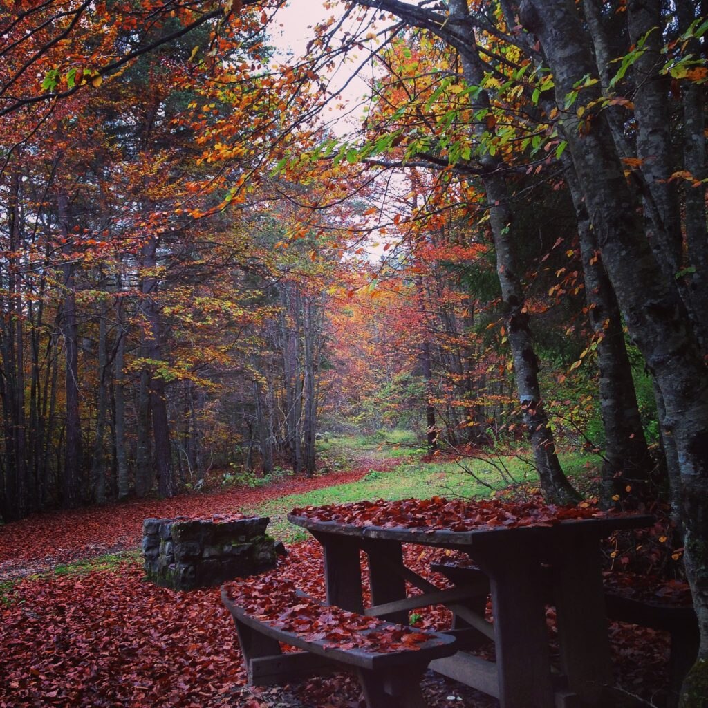 Foliage in Trentino. Foto @ Francesca Cortinovis